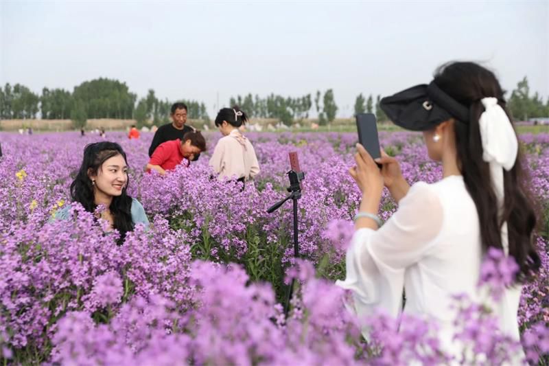 10萬余人次！太極莊首屆紫色油菜花節(jié)收官